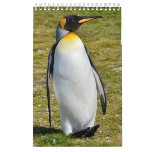 Calendário Pinguim-Pedia: Pinguins do mundo