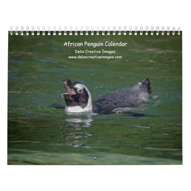 Calendário Pinguins Africanos 2026 (Capa)