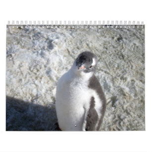 Calendário Pinguins da Antártica