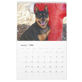 Calendário Pinscher Miniatura Um