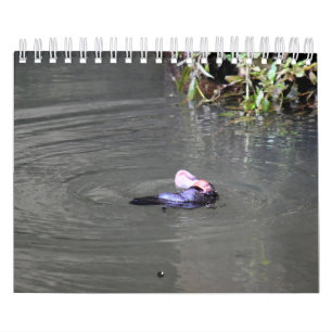 CALENDÁRIO PLATYPUS AUSTRÁLIA