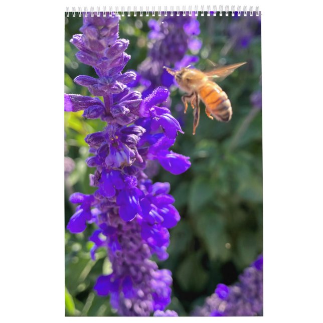 Calendário Polinizadores: Abelhas e Borboletas (Capa)