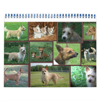 Calendário português do Podengo Pequeno