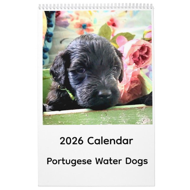 Calendário Portuguese Water Dog Calendar 2026 (Capa)