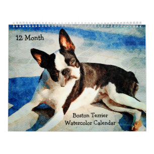 Calendário Presente de 12 Meses de Cute Boston Terrier Dogs W