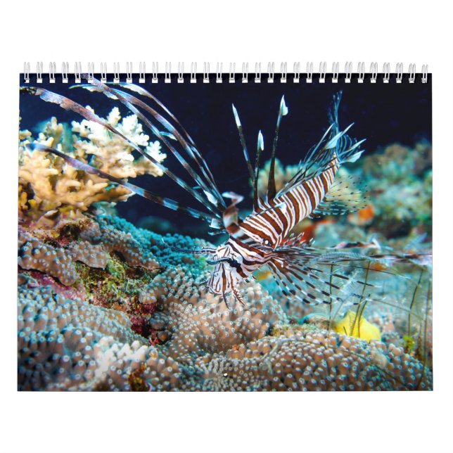 Calendário Presente do mar coral do recife de coral dos (Capa)