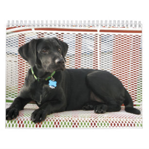 Calendário preto de labrador retriever do
