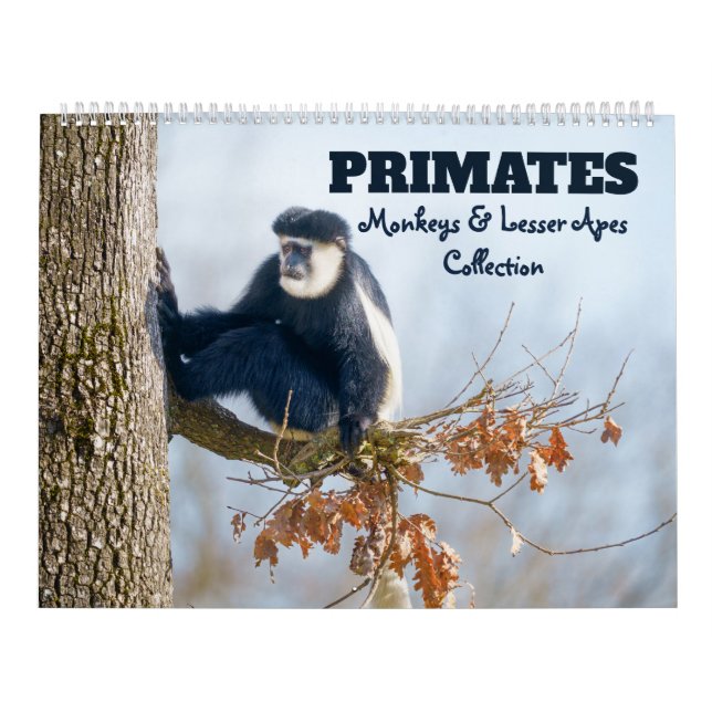 Calendário Primatas 2026 - Coleção Macacos e Menores Macacos (Capa)