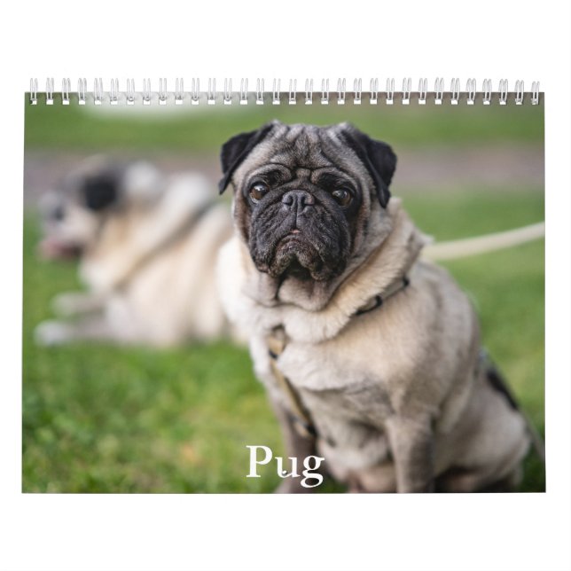 Calendário Pug (Capa)
