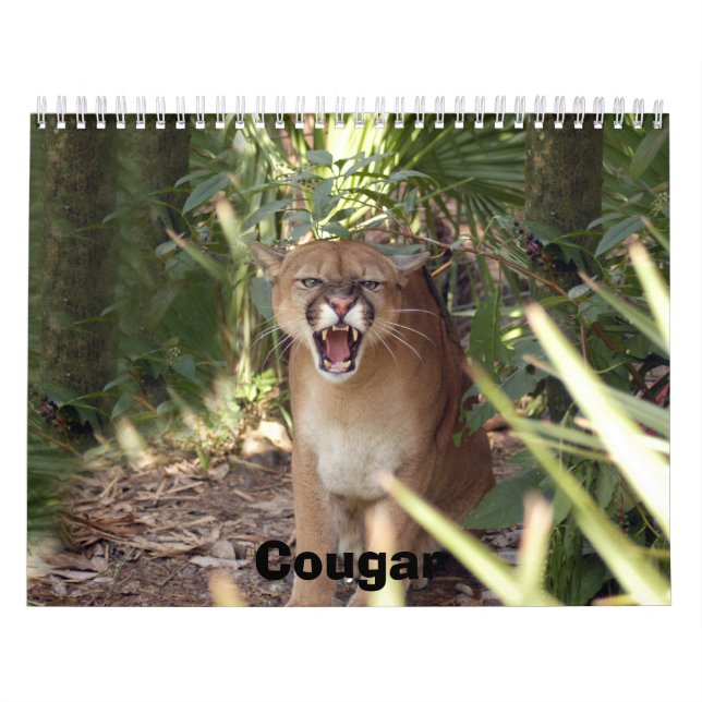 Calendário Puma 001, puma (Capa)