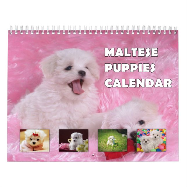 Calendário Puppies Malteses (Capa)