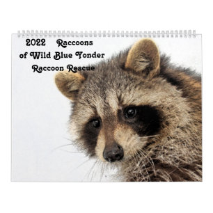 Calendário Raccoons de 2022, salvamento da guaxinim-azul selv