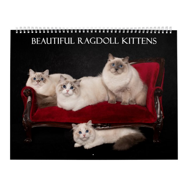 Calendário Ragdoll Kitten Calendar (Capa)