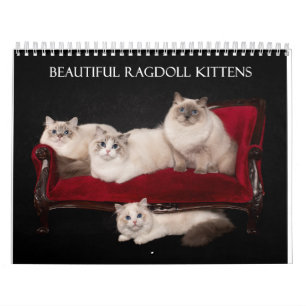 Calendário Ragdoll Kittens