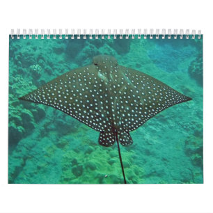 Calendário Raios de Manta de Havaí, enguias e polvo