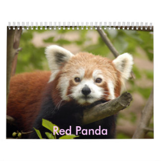 Calendário red-panda-005, panda vermelha