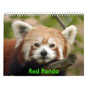 Calendário red-panda-010, panda vermelha