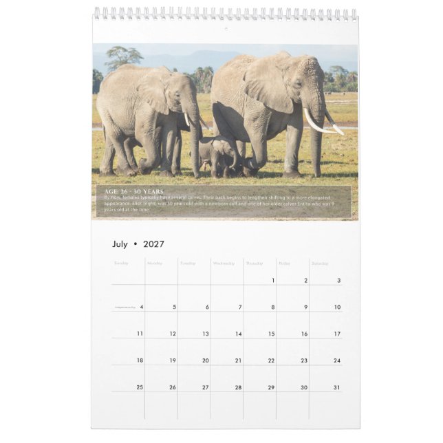 Calendário Retratos da Vida de um Elefante (Jul 2027)