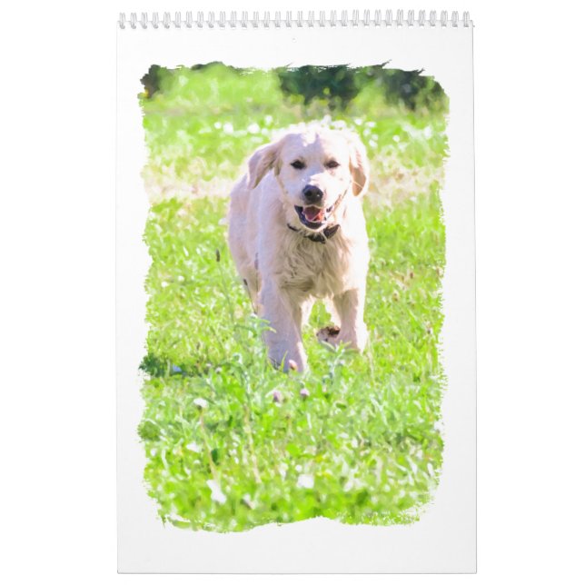 Calendário Retrievers dourados (Capa)