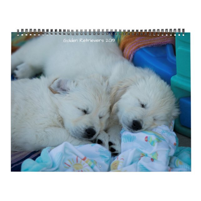 Calendário Retrievers dourados 2019 (Capa)