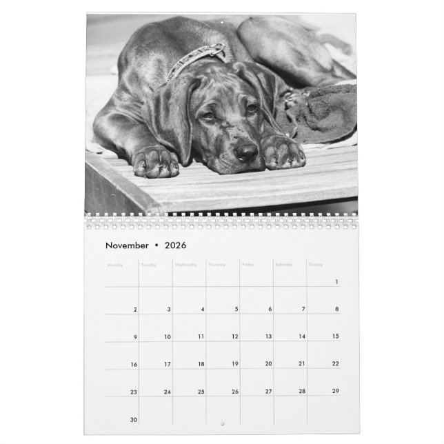 Calendário Rhodesian Ridgeback os 15 meses - (Nov 2026)