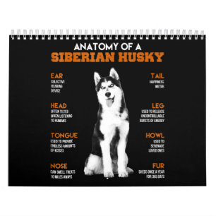 Calendário Rouco  Anatomia Dos Cães-Pau Siberianos