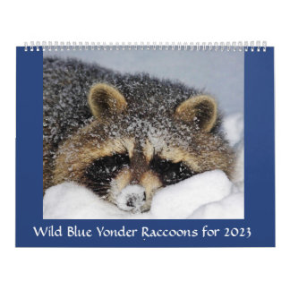 Calendário Salvamento e libertação de Raccoon em Wild Blue Yo