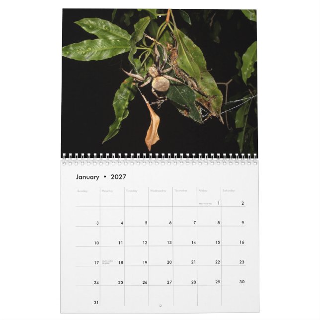 Calendário Segredos de uma aranha de jardim (Jan 2027)