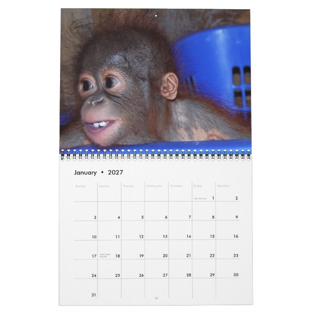 Calendário Selvagens - Bebês Orangutan (Jan 2027)