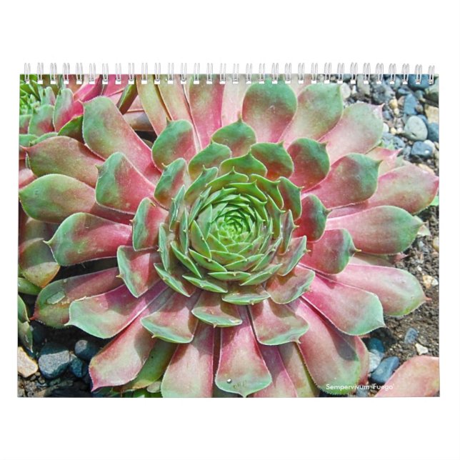 Calendário Sempervivum e Jovibarba (Capa)