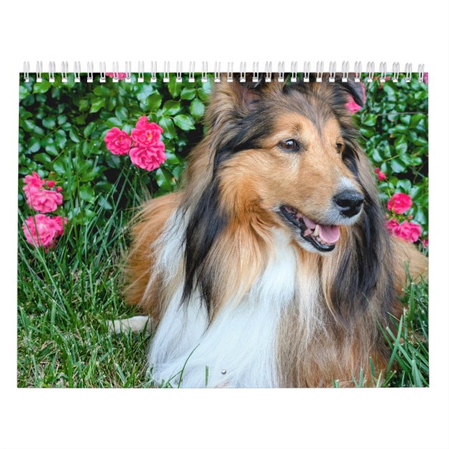 Calendário Sheltie 2026 (Capa)