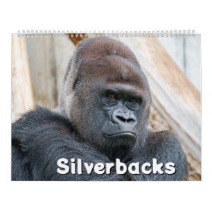 Calendário Silverback 2026