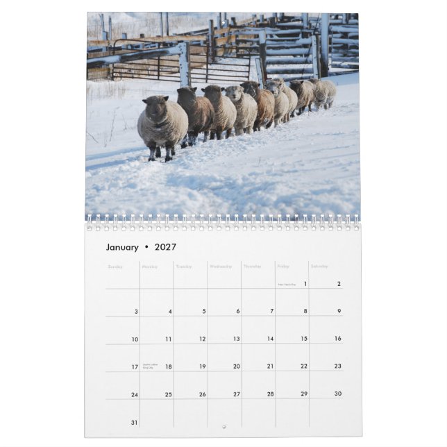 Calendário Southdown dos carneiros 2013 NABSSAR da (Jan 2027)