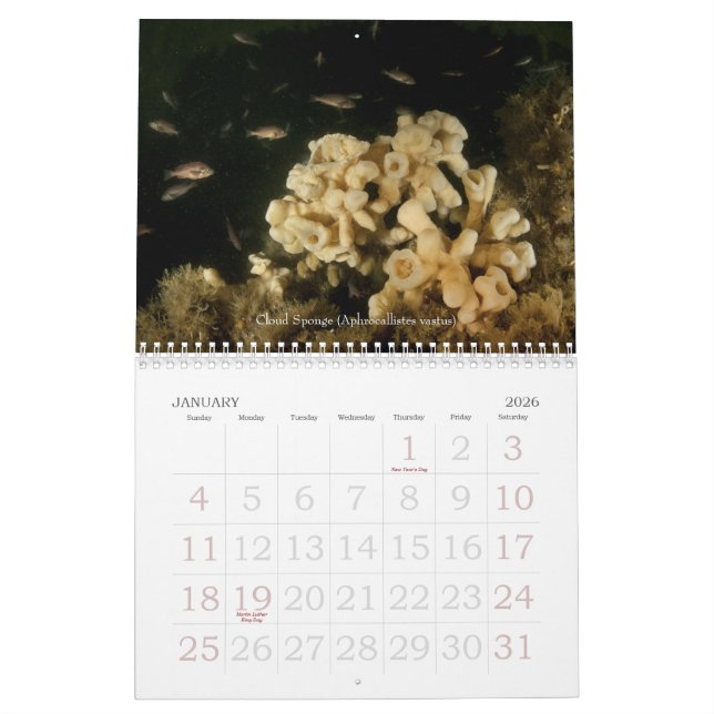 Calendário subaquático das viagens 2010 (Jan 2026)