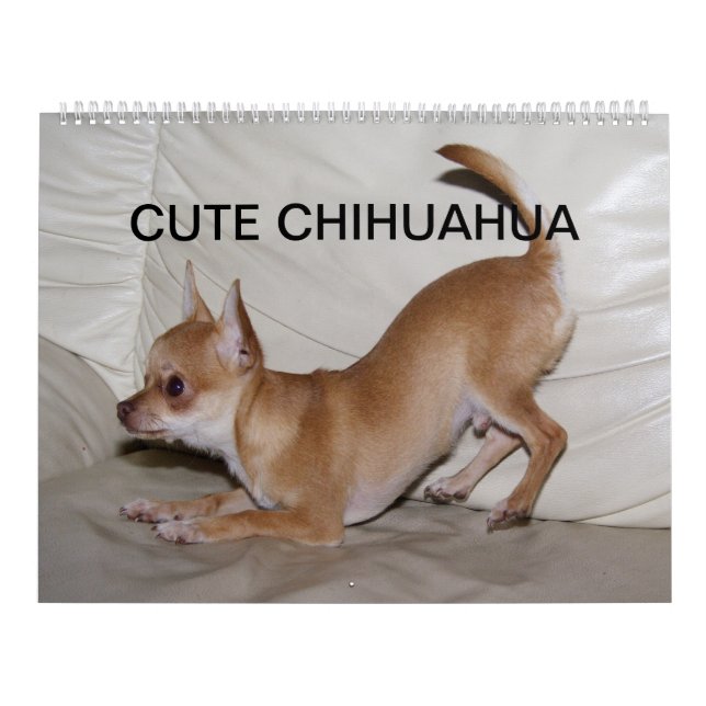 Calendário Sweet Little Chihuahua 2023 (Capa)