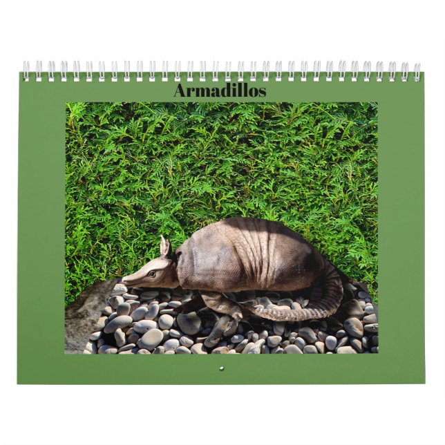 Calendário Tatus (Capa)