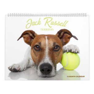 Calendário Terriers Jack Russell