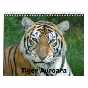 Calendário Tiger_Aroara012, tigre Auroara