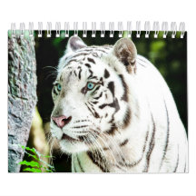 Tigre