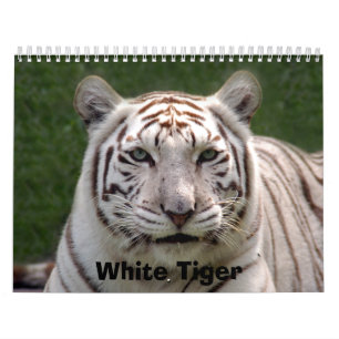 Calendário Tigre branco 3949e, tigre branco
