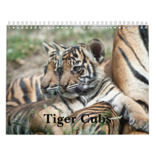 Calendário Tigre Cubs