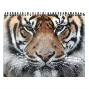 Calendário Tigre de Sumatran
