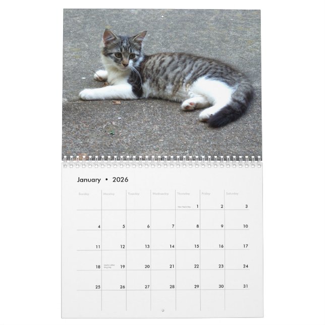 Calendário Três gatinhos selvagens (Jan 2026)