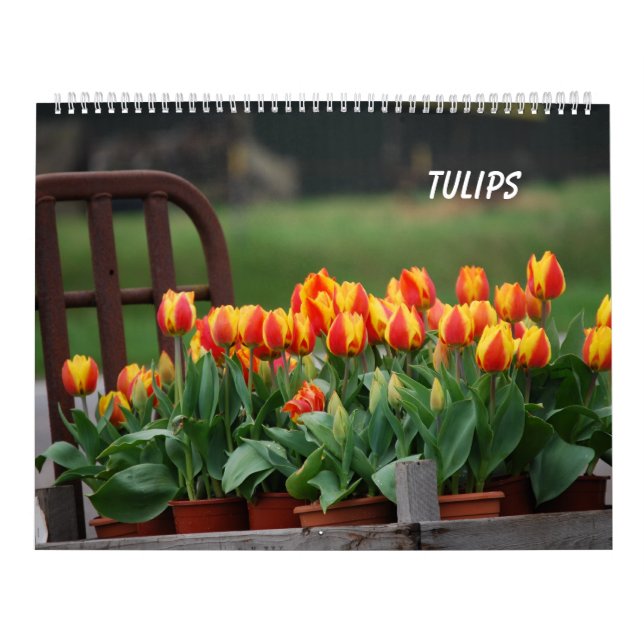 Calendário Tulipas (Capa)