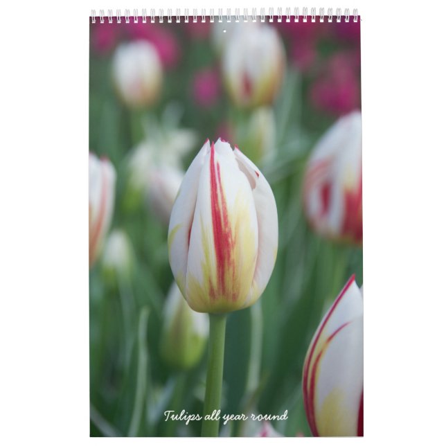 Calendário Tulipas durante todo o ano (Capa)