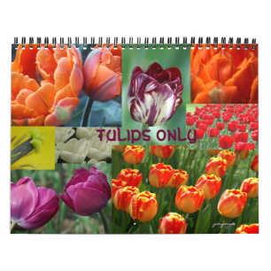 Calendário tulipas somente