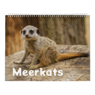 Calendário Um ano com Meerkats