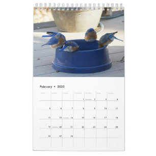Calendário Um ano de Cheio de pássaros azuis