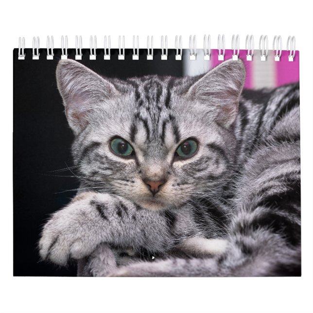 Calendário Um Ano De Fotografia De Gatinhos Bons (Capa)