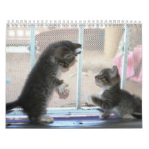 Um ano de fuzzybutts